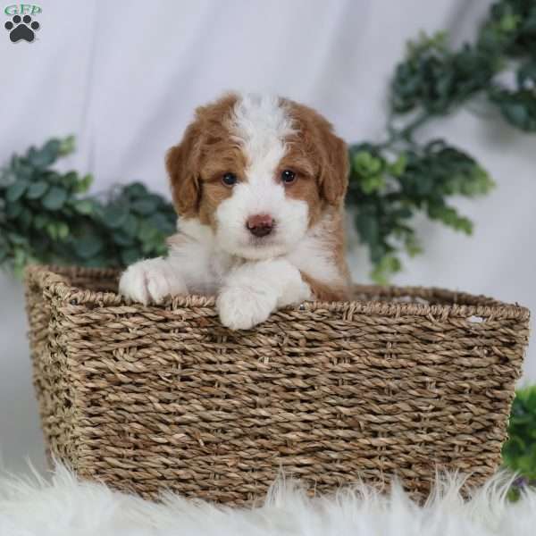Dash, Mini Bernedoodle Puppy